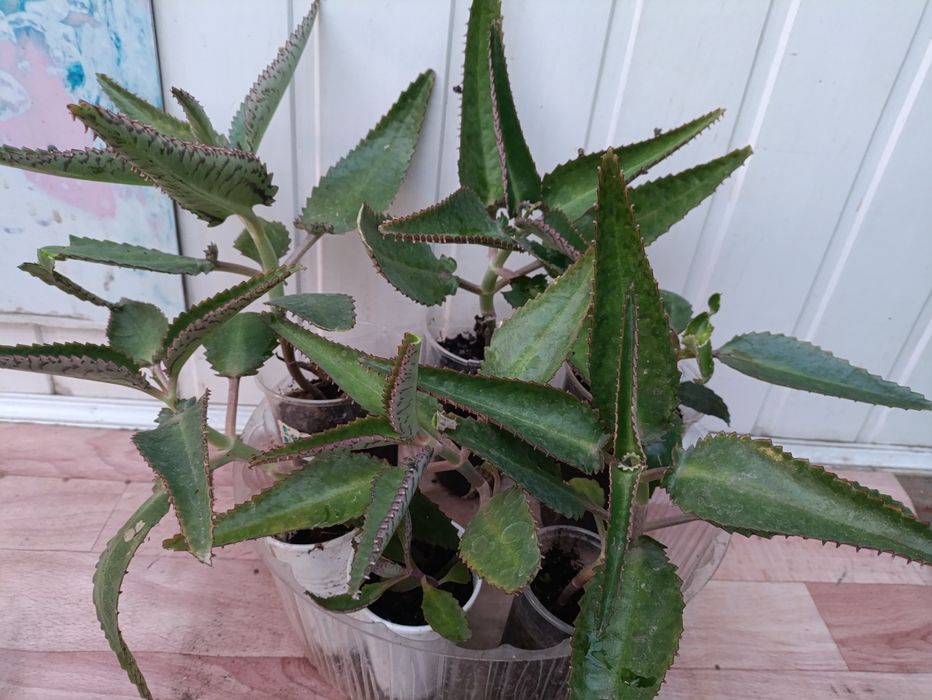 Каланхоэ лечебный