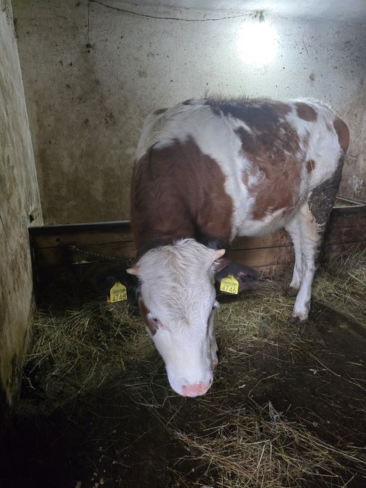 Juninca 10 luni, Baltata Romaneasca