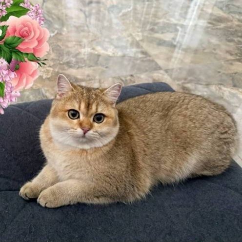 Шикарная чистокровная британка,золотая шиншилла.