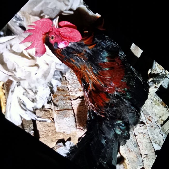 Продам петухов 7000