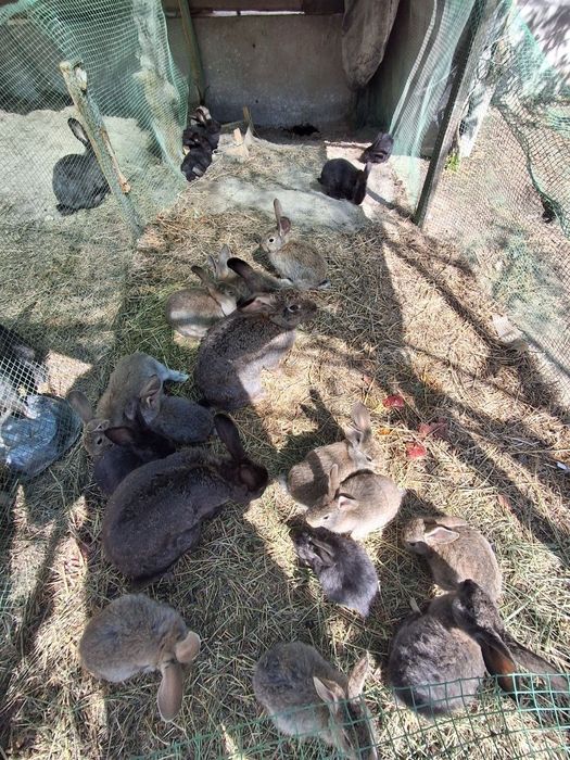 Куйонлар сотилади 200 мингдан