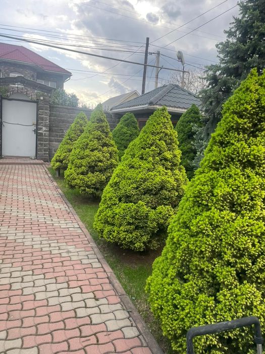 Продам Коника ёлки