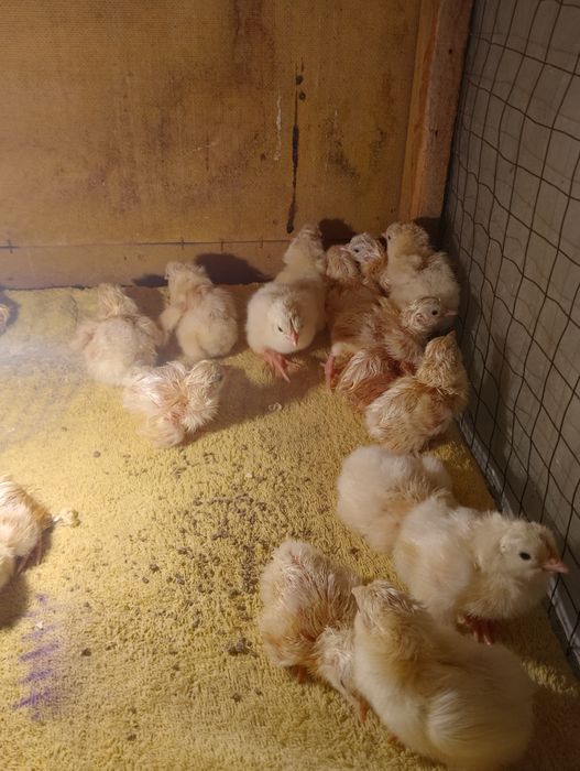 Цыплята адлер серебристый.