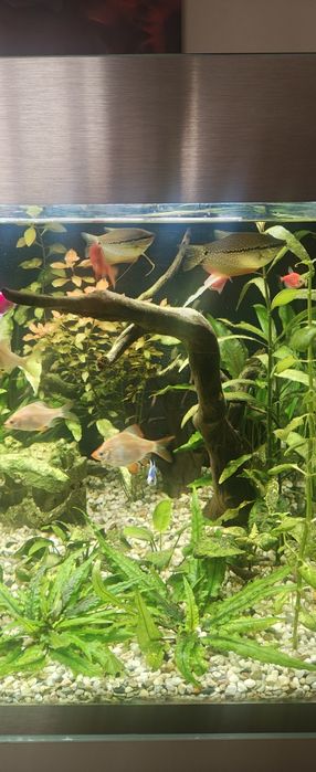 Pești exotici de apa dulce