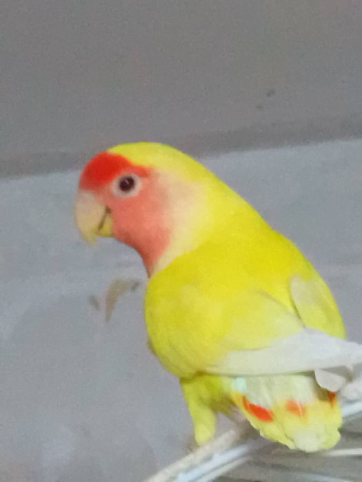 Неразлучники розовощекие