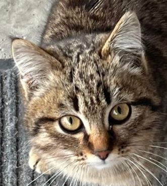 Кошка мышеловка полосатая