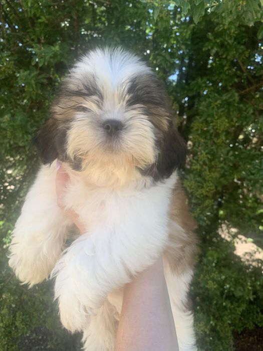 Fetita Shih tzu