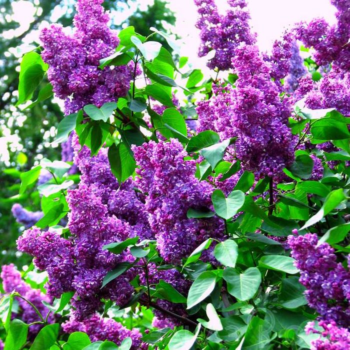 Липа сирень самшит саженцы