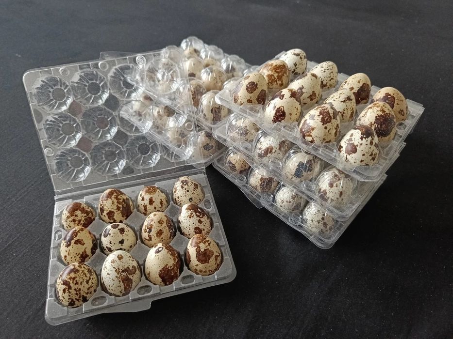 Oua Prepeliță incubat Prepeliță ouatoare