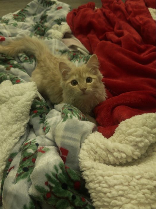 Toffi котенок астана