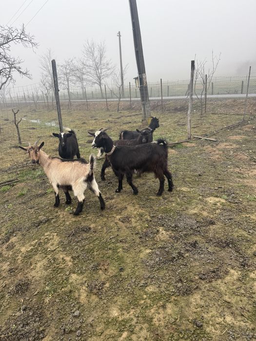 Vand 4 metis murcian cu alpine capre si un tap