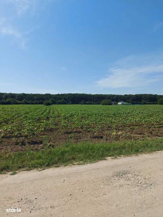 Teren intravilan 5.000 mp, Ghermanesti, padurea Snagov