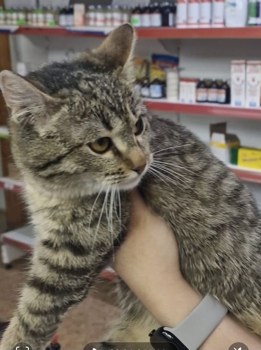 Ищем хозяев для кошечки