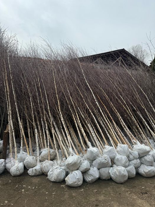 Mesteacăn Tei platani