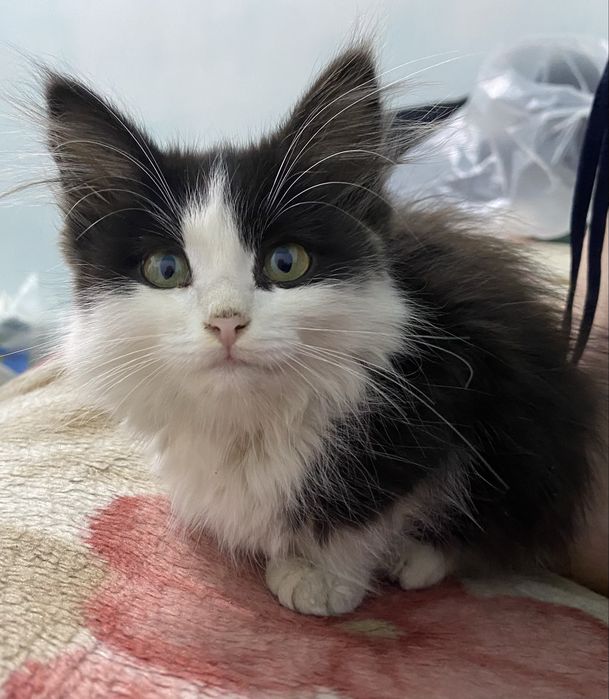 Отдаю котенка в добрые руки