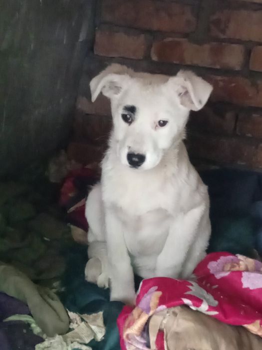 Щенки крысоловы девочки