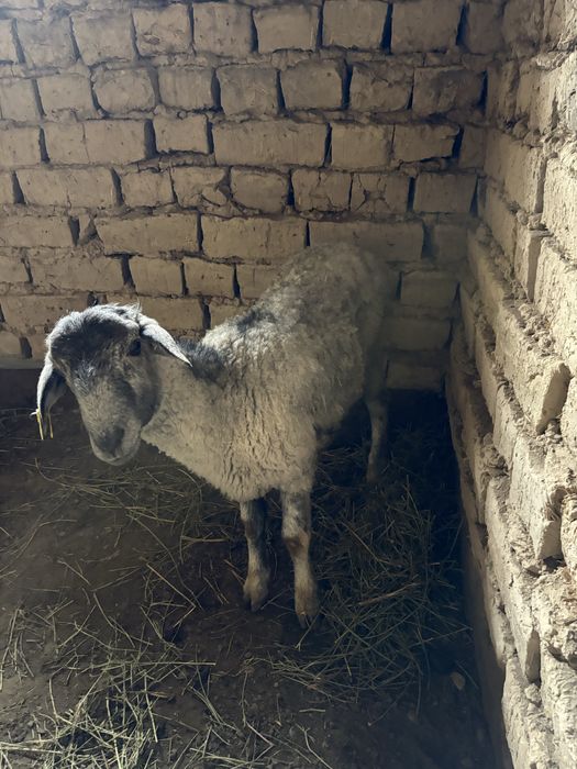 Қошқар сатыладыы