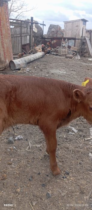 Продам телят.        .