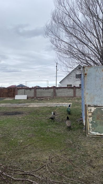 Павлин для дома кросата