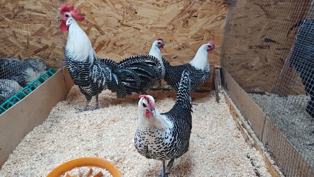 Белгиский Брекель серебристый оиласи сотилади.