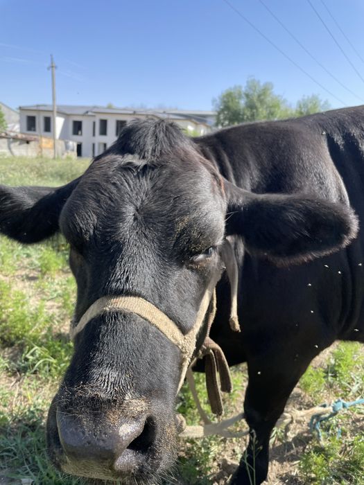 Angus Onasi 15 L sut beradi