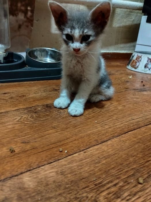 Отдам котят в добрые руки