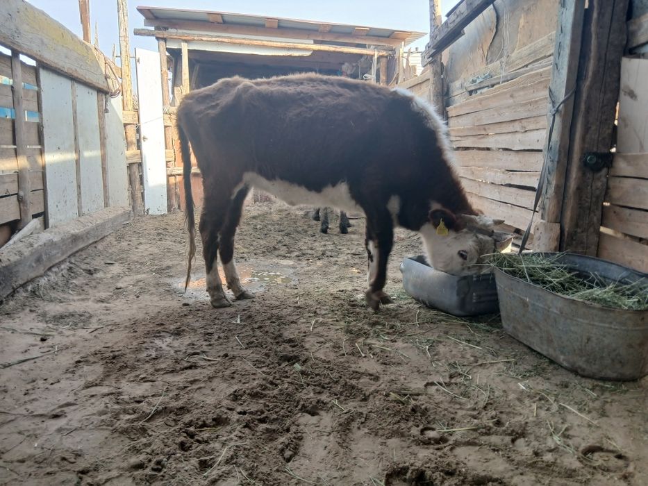 Қашар сатылады..