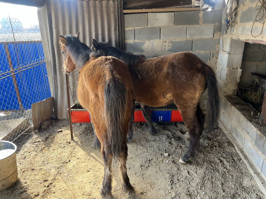 Жабағы тай сатылады