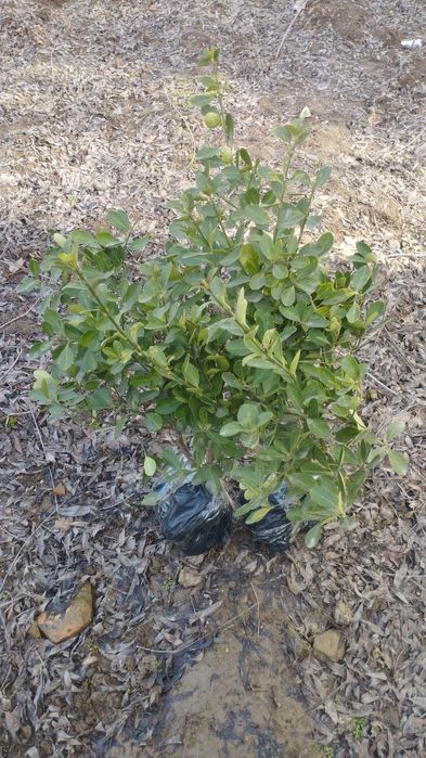 Koʻchat bor archa bor