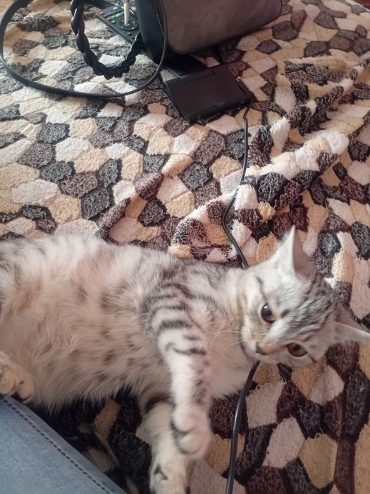 Отдам кошечку в хорошие руки