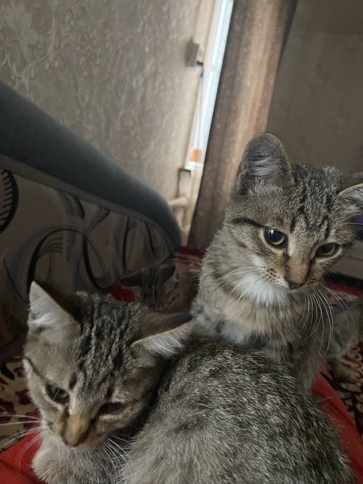 Красивые котята в добрые руки