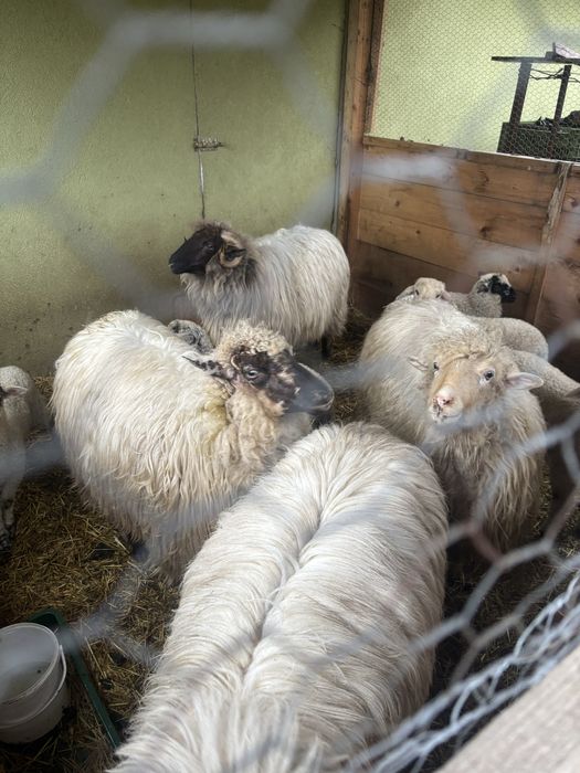 Lichidare gospodină – 4 oi Țurcane + 5 miei Premium