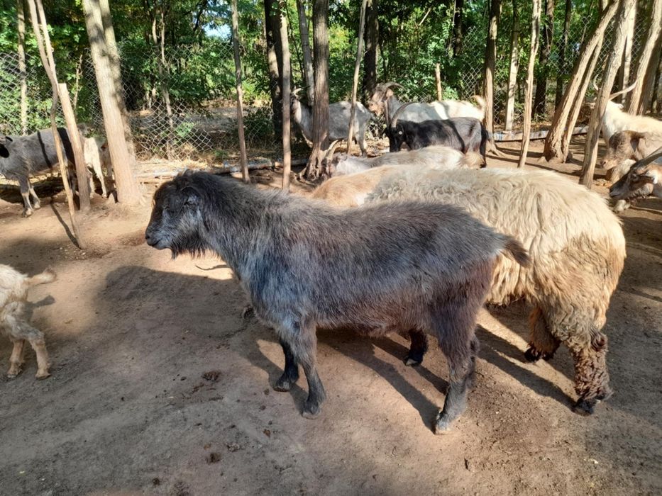 Berbeci si Tapi de vanzare
