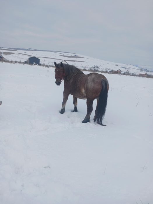 Vând iapă de 5 ani sau schimb cu oi sau viței