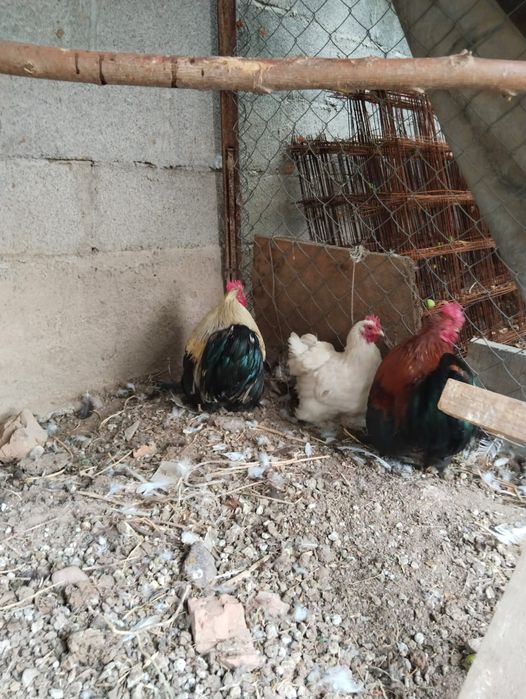 Продам карликовых курей