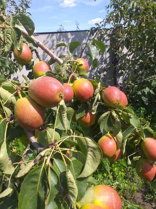 Тыква, вишня, сухофрукты, облепиха