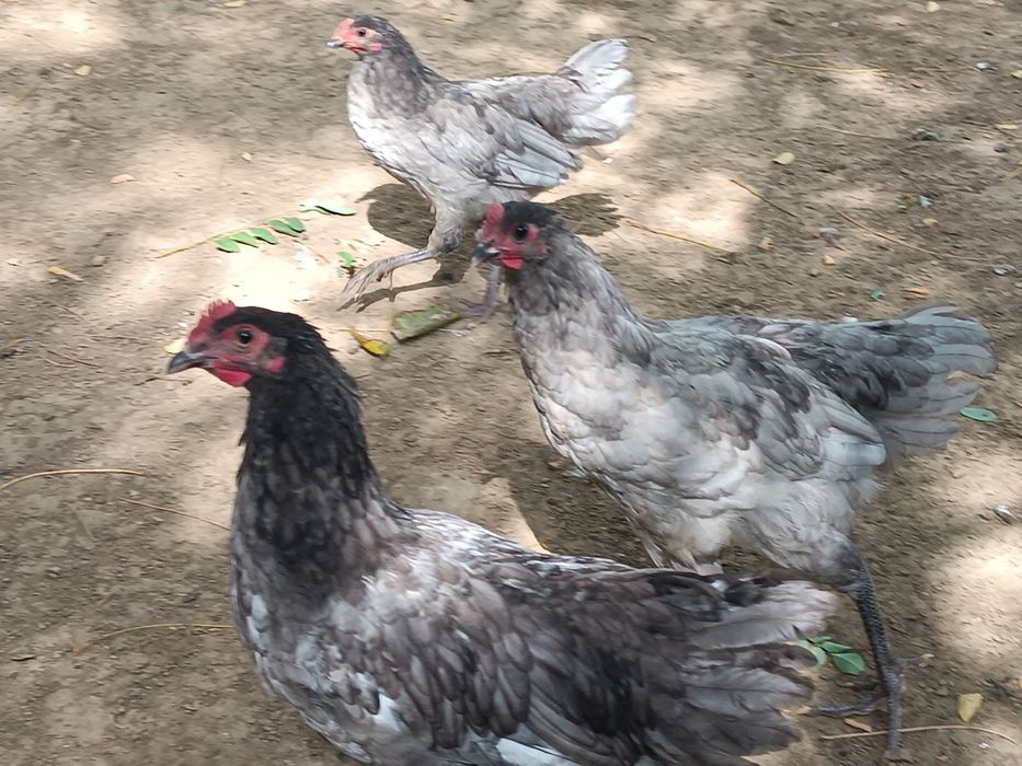 Cocoși rasa australorp