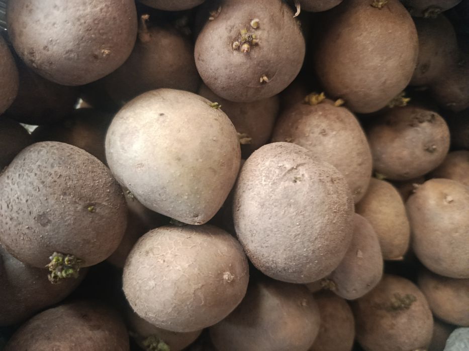 Семенной картофель продам