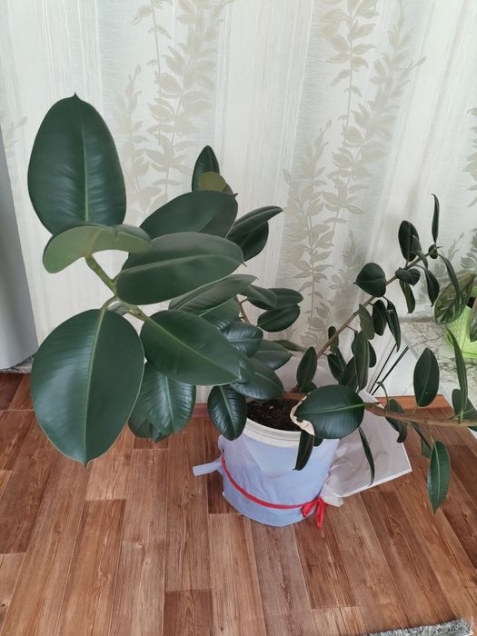 Продам фикус домашний