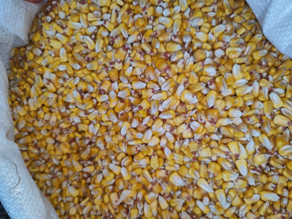 Продам голландскую кукурузу