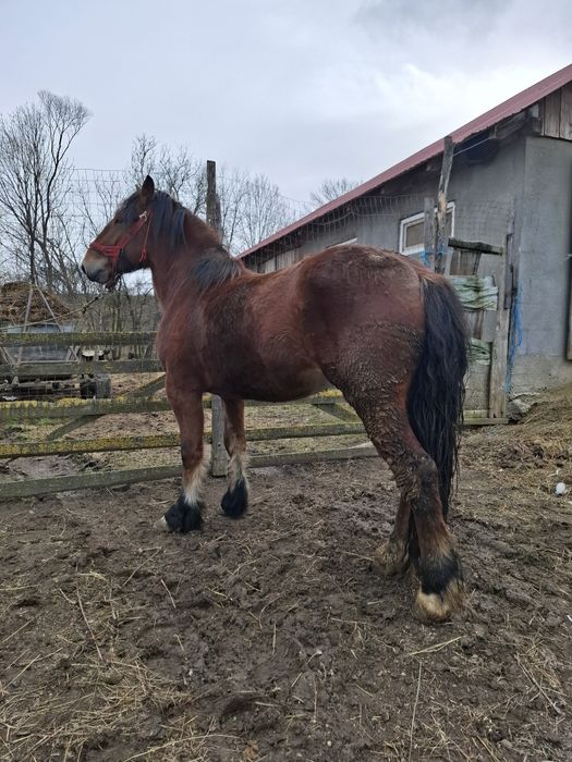 De vânzare mânz de doi ani