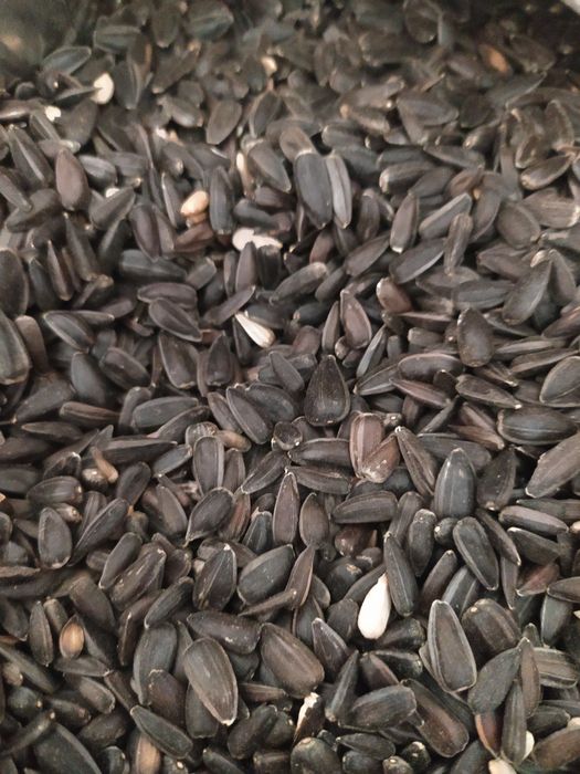 Корм и аксессуары