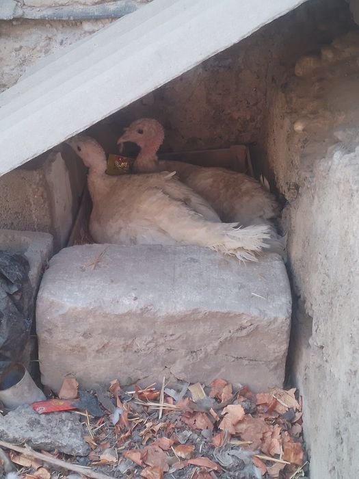 Индук куркилари сотилади