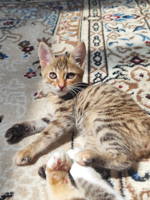 Отдам котята бауырластар 2