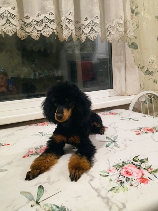 Щенки той пудель