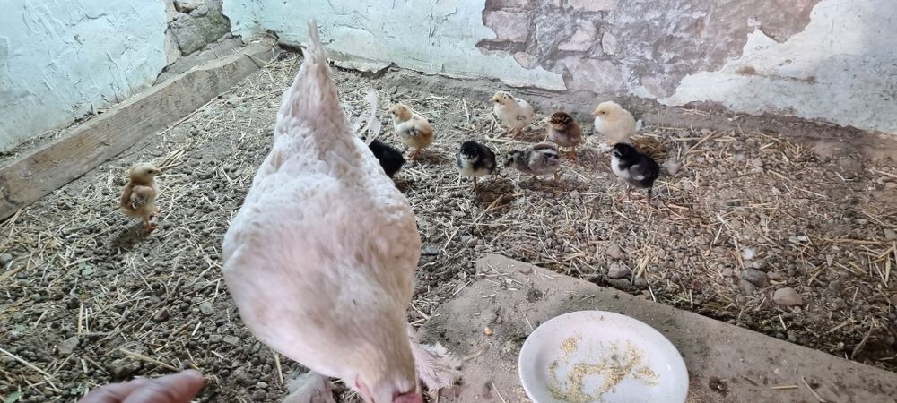 Товук 10 жужаси билан сотилади