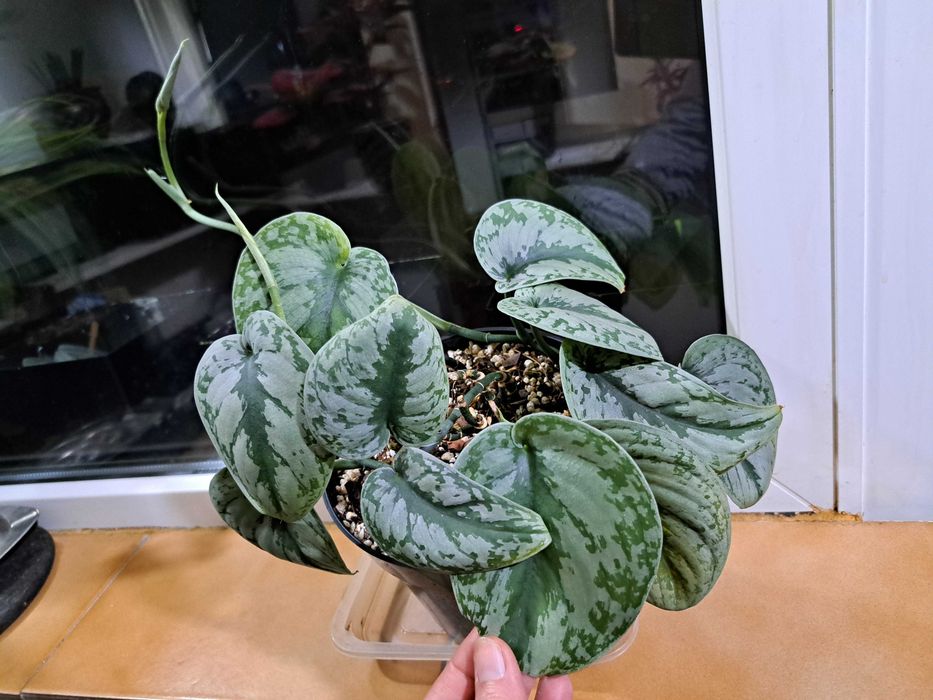 Pachete de Plante