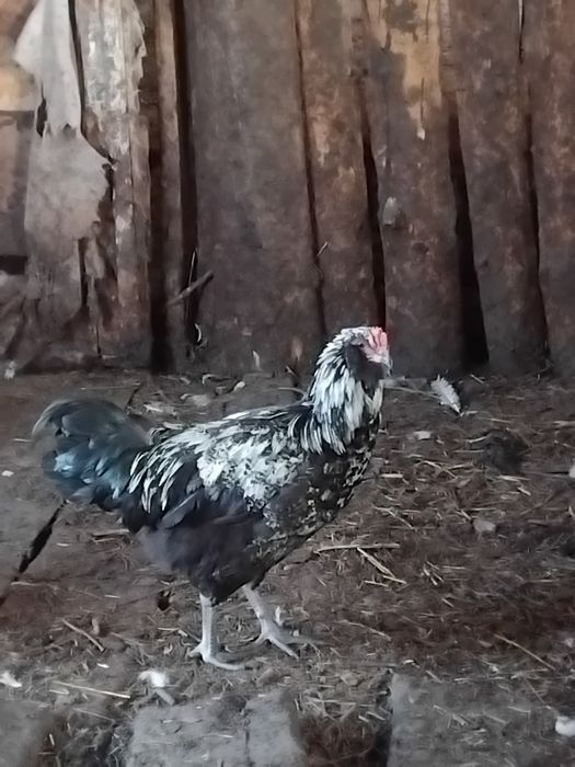 Продам молодых петушков