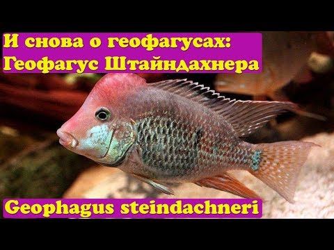 Продам рыбок подростков геофагусов штайндахнера