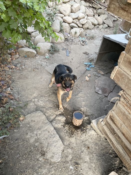 Quriqchi it tekinga beriladi